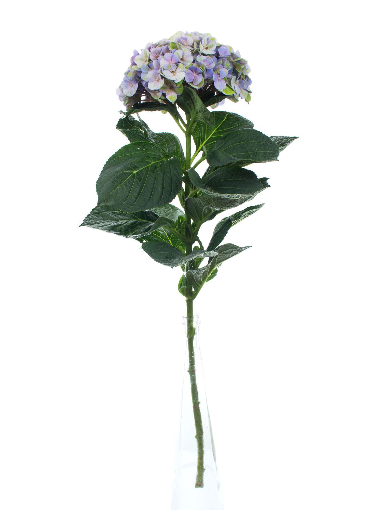 blumigo-hortensie-magical-coral-schnittblume-blau-lila-gr-n image 2