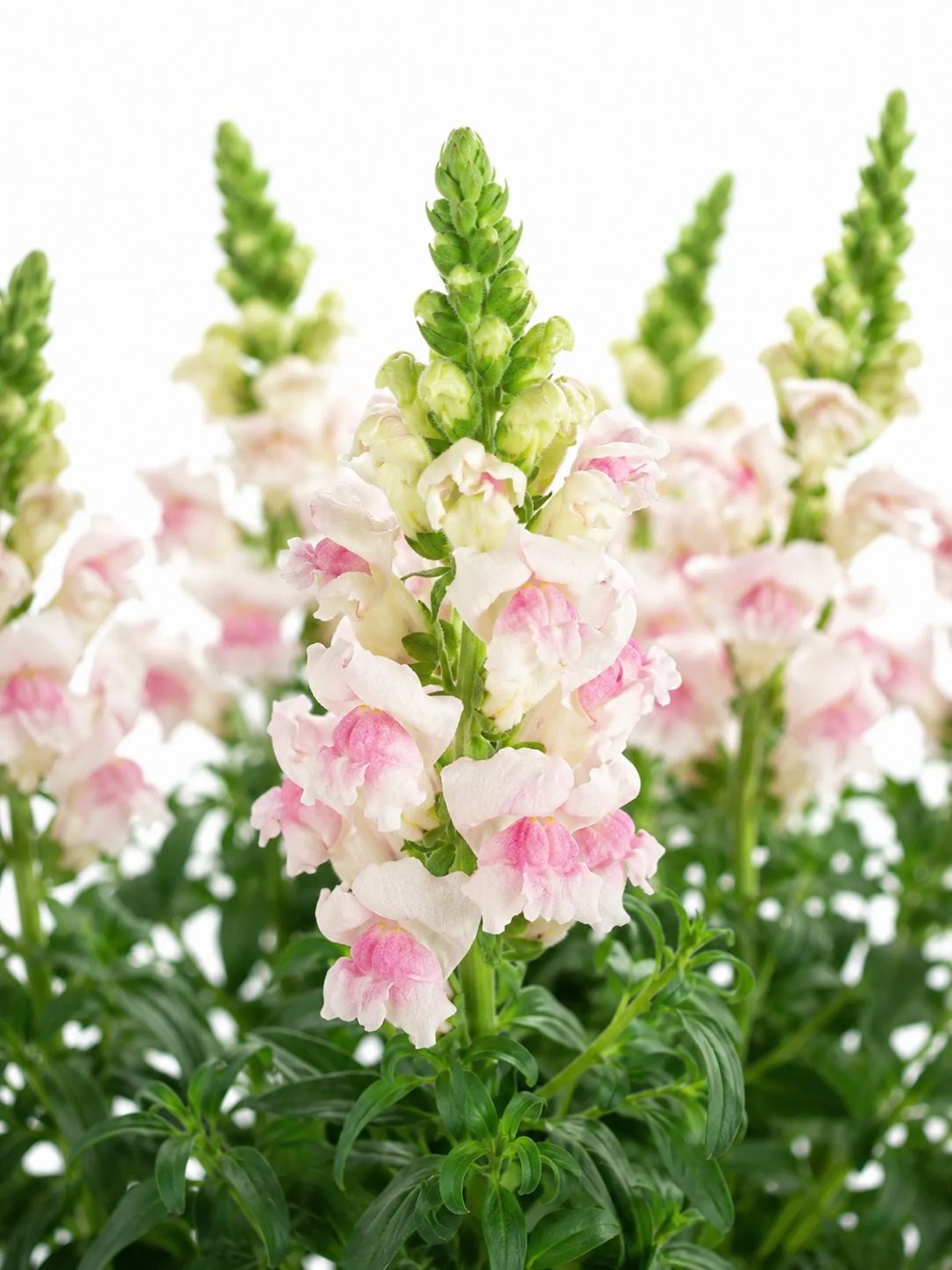blumigo-l-wenm-ulchen-appleblossom-schnittblume-wei-pink image 1