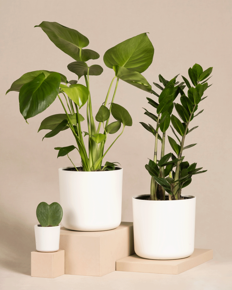 feey-variado-trio-infernale-pflanzenset-monstera-3-pflanzen image 6