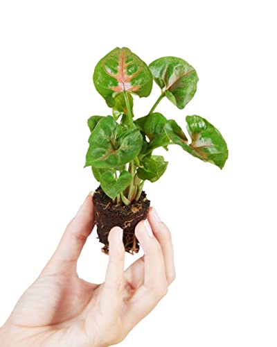 plnts-baby-syngonium-christmas-zimmerpflanze-8-cm-bunte-bl-tter image 5