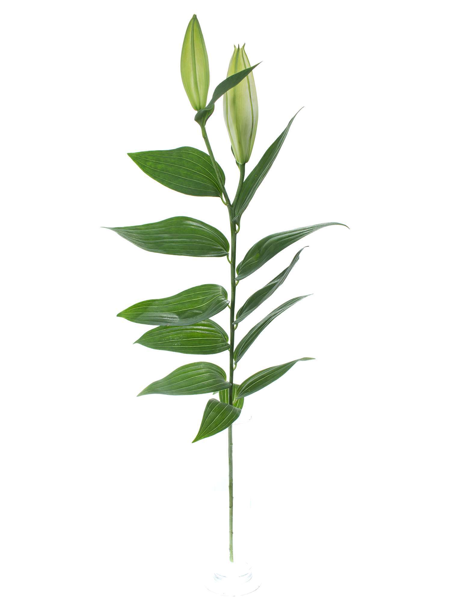 blumigo-sapporo-lilie-wei-schnittblume image 3