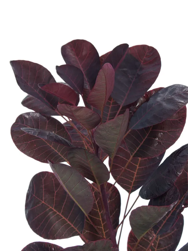 blumigo-blattwerk-cotinus-royal-purple-per-ckenstrauch-zweig-rot-1-stiel image 1