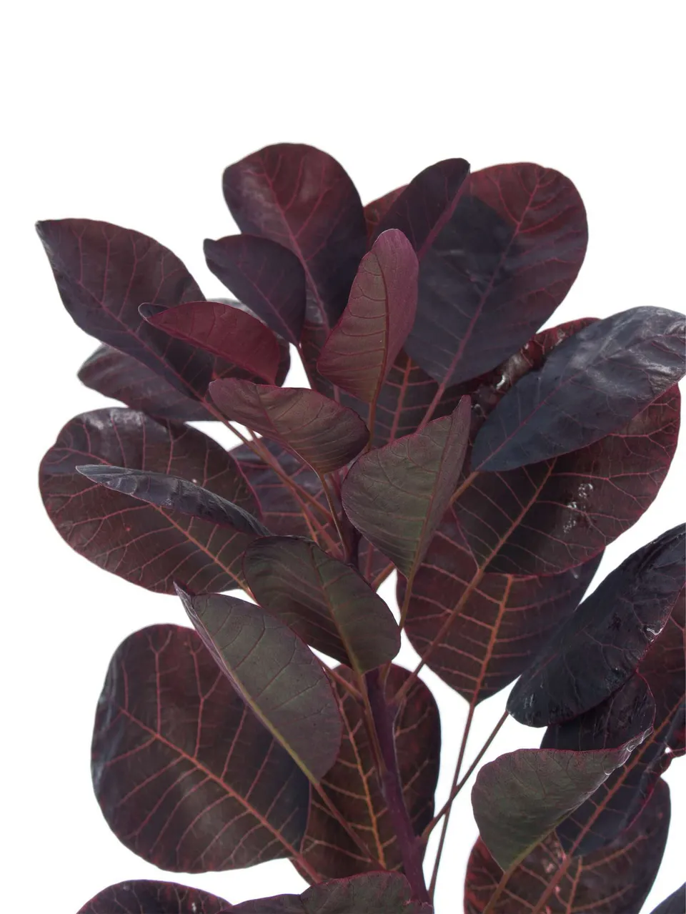 blumigo-blattwerk-cotinus-royal-purple-per-ckenstrauch-zweig-rot-1-stiel image 1