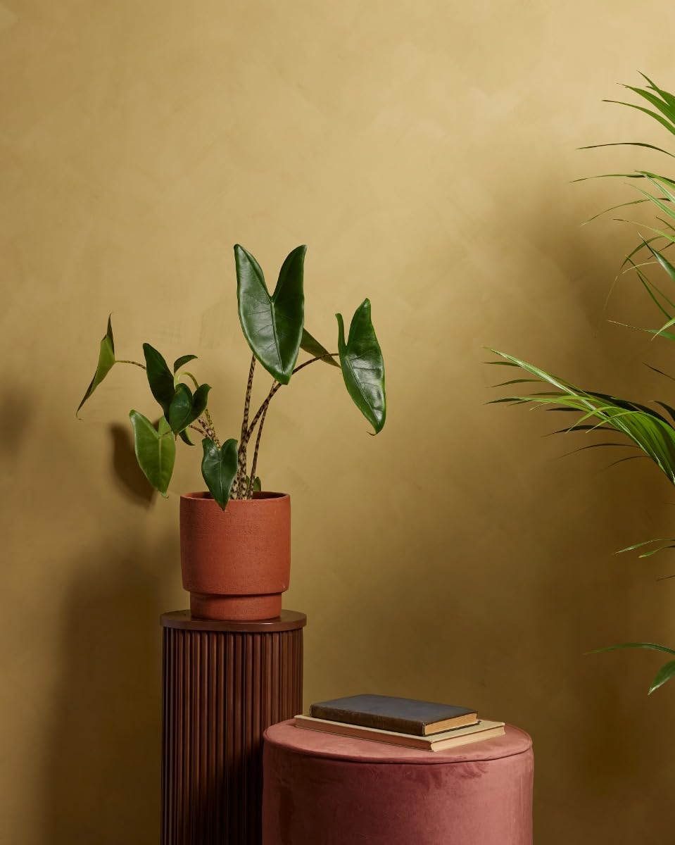 plnts-rareplnts-alocasia-zebrina-zimmerpflanze-65cm-pfeilblatt image 6