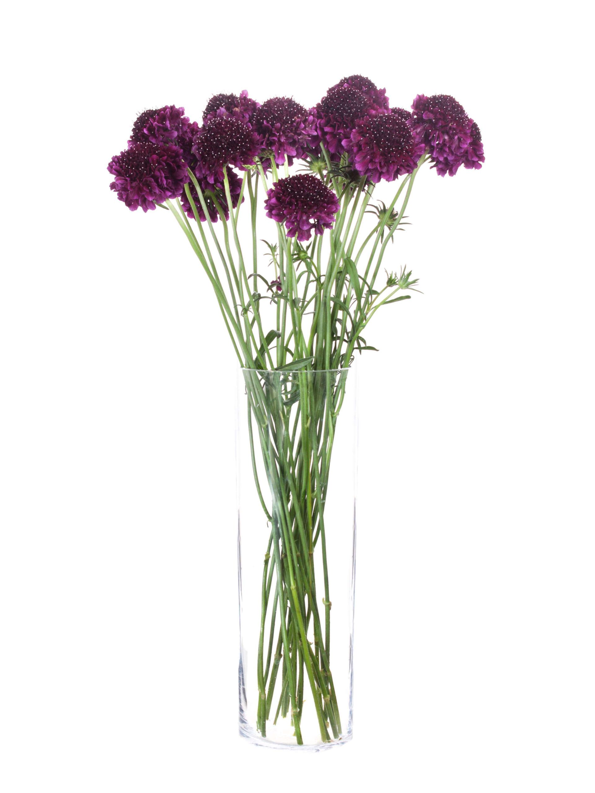 blumigo-skabiosen-velvet-scoop-dunkel-violett-blume image 2