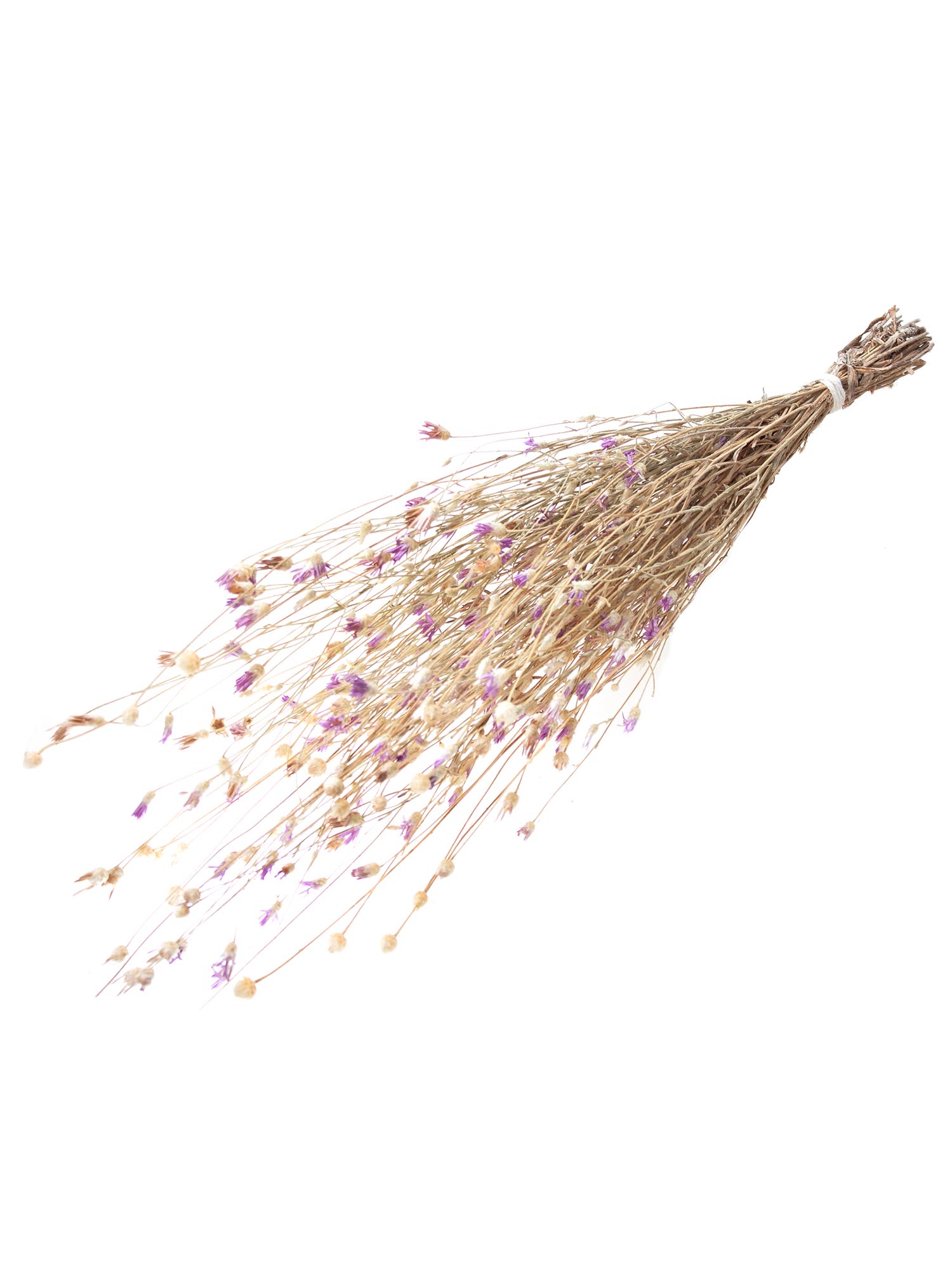 blumigo-trockenblumen-depressa-papyrus-natur-rosa-braun-1-bund image 3