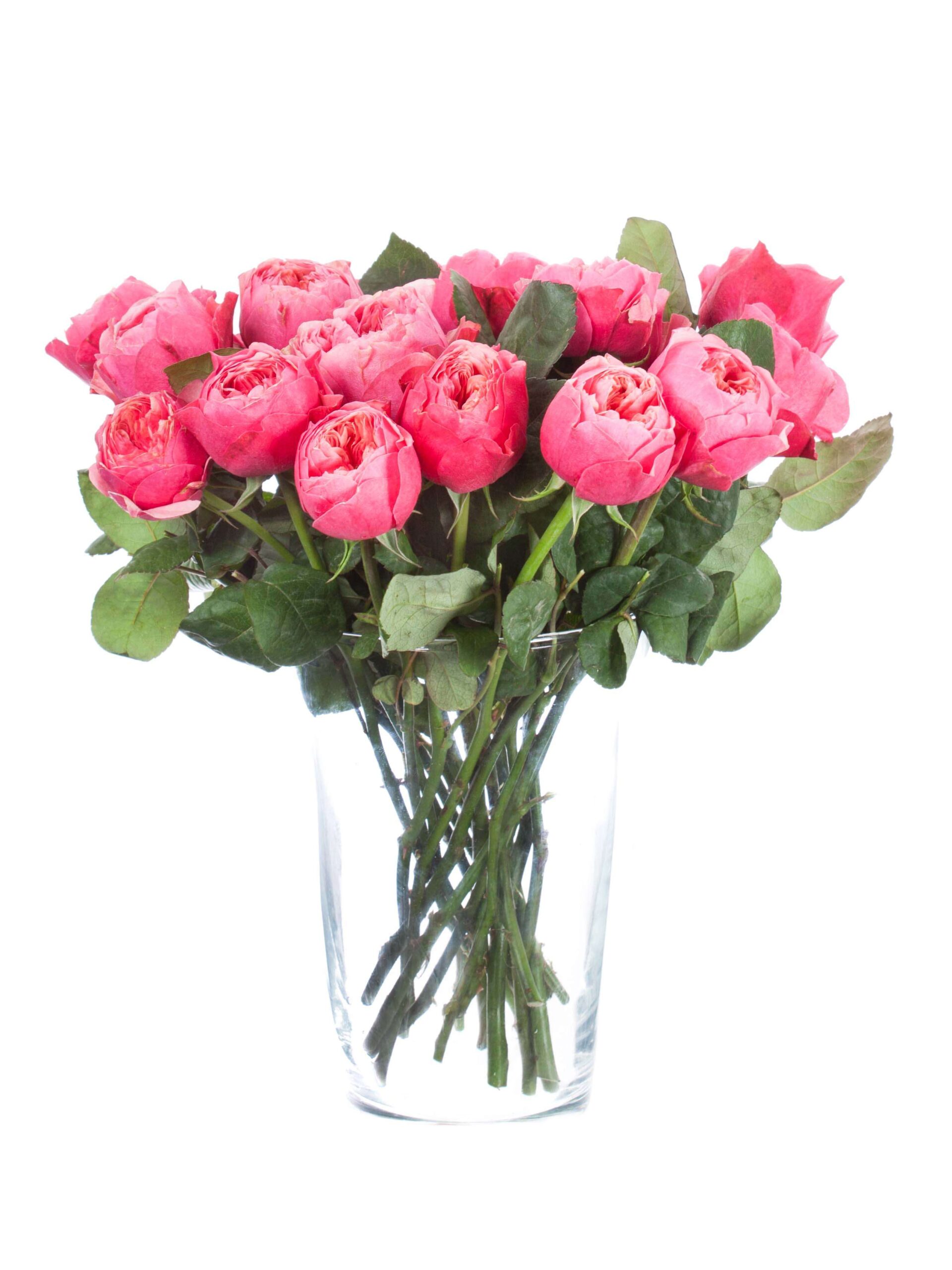 blumigo-rosen-vuvuzela-cerise-korall-pink-einzelstiel image 2