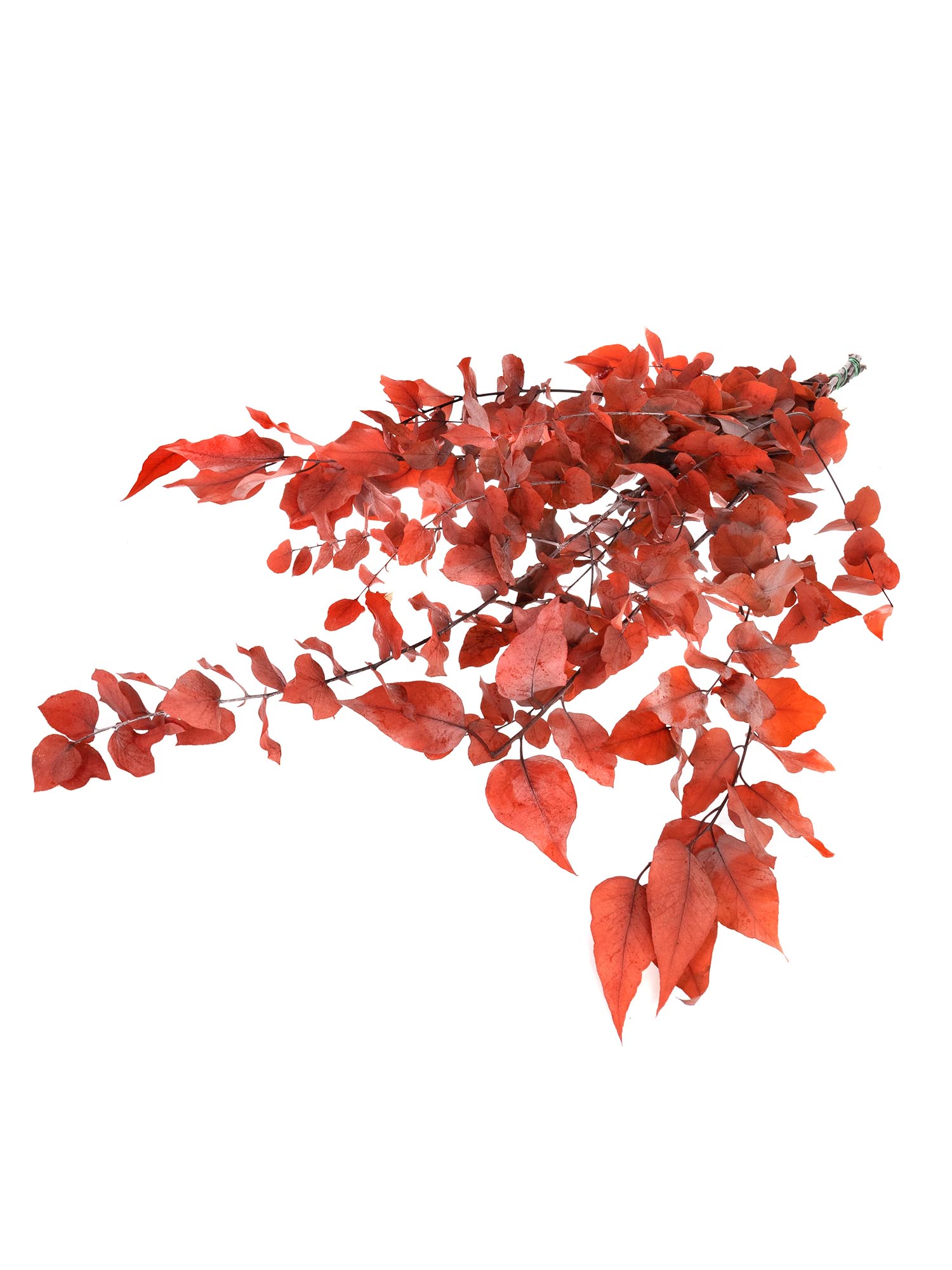 blumigo-trockenblumen-eukalyptus-stuartiana-orange-konserviert image 3