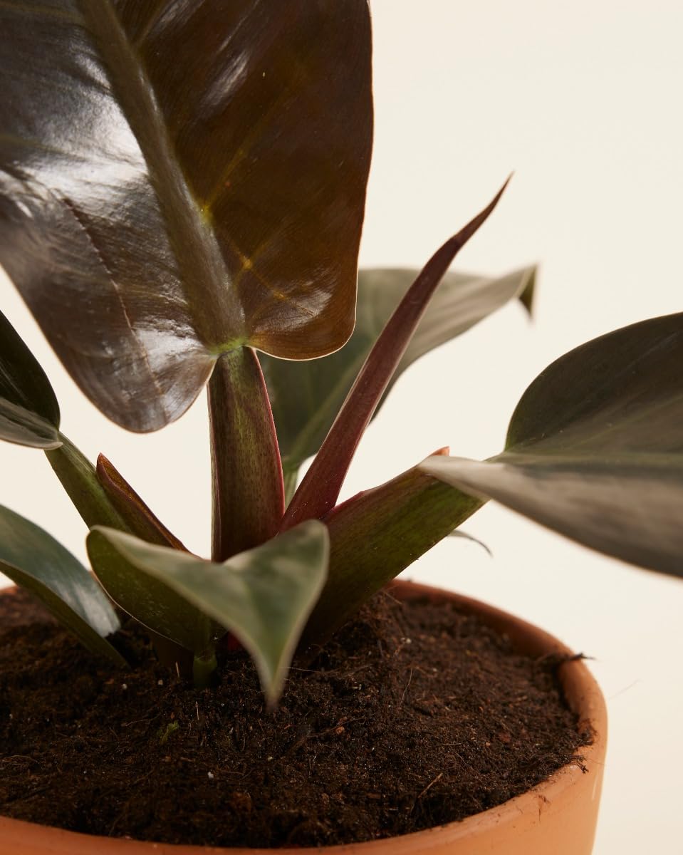 plnts-rareplnts-philodendron-imperial-red-zimmerpflanze-30-cm-rot image 6