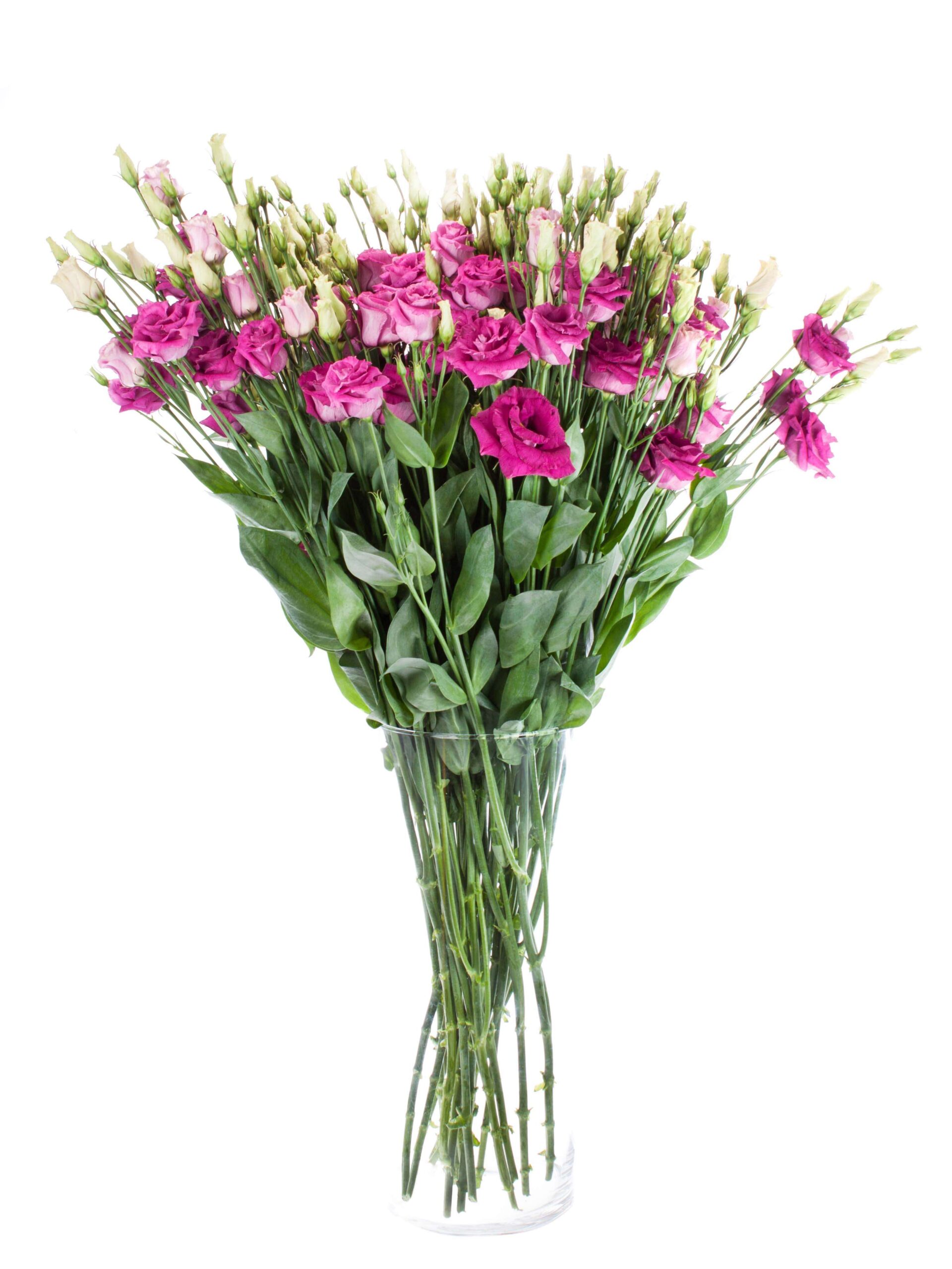 blumigo-lisianthus-arosa-red-schnittblume-pink image 2