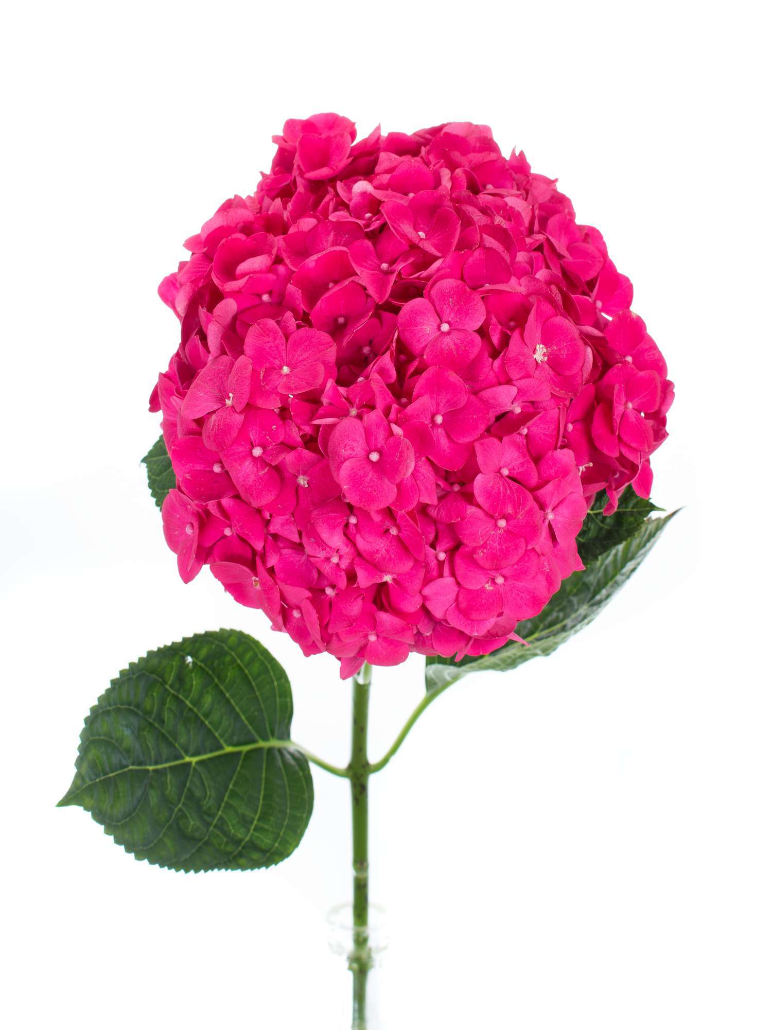 blumigo-hortensie-magical-cerise-schnittblume-pink image 2