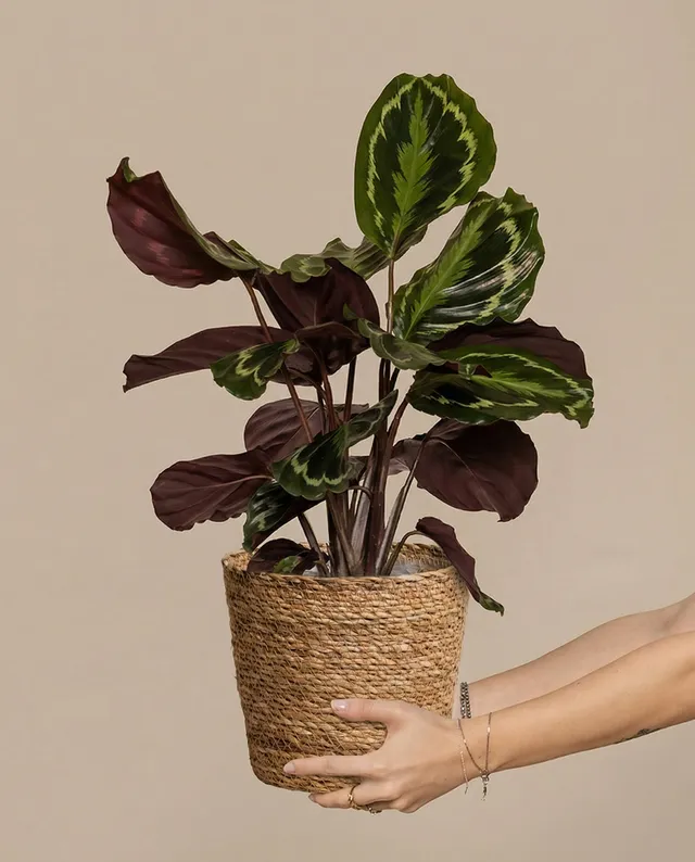 feey-kesat-pflanzkorb-seegras-25-cm-natur-geflochten image 1
