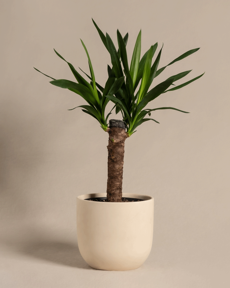 feey-variado-kleine-yucca-zimmerpflanze-ohne-bertopf image 6