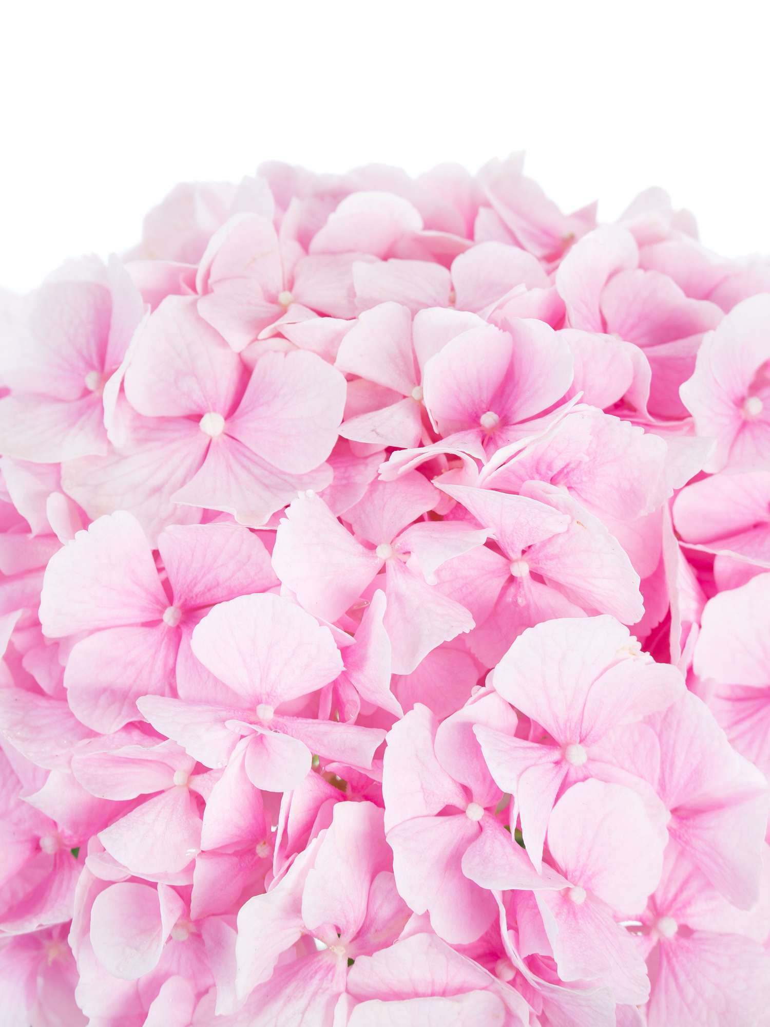 blumigo-hortensien-hortensie-verena-schnittblume-rosa image 3