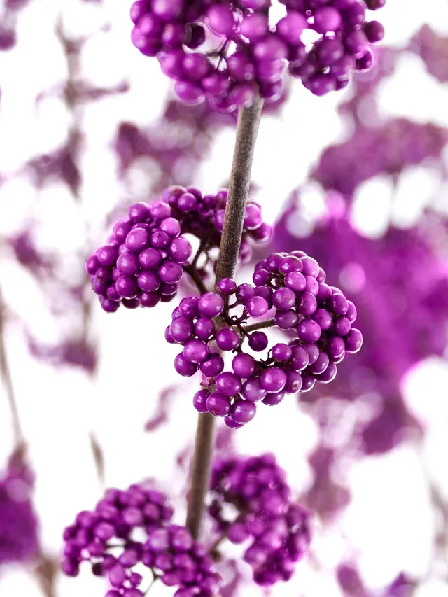 blumigo-zweige-callicarpa-liebesperlen-schnittzweig-violett image 1