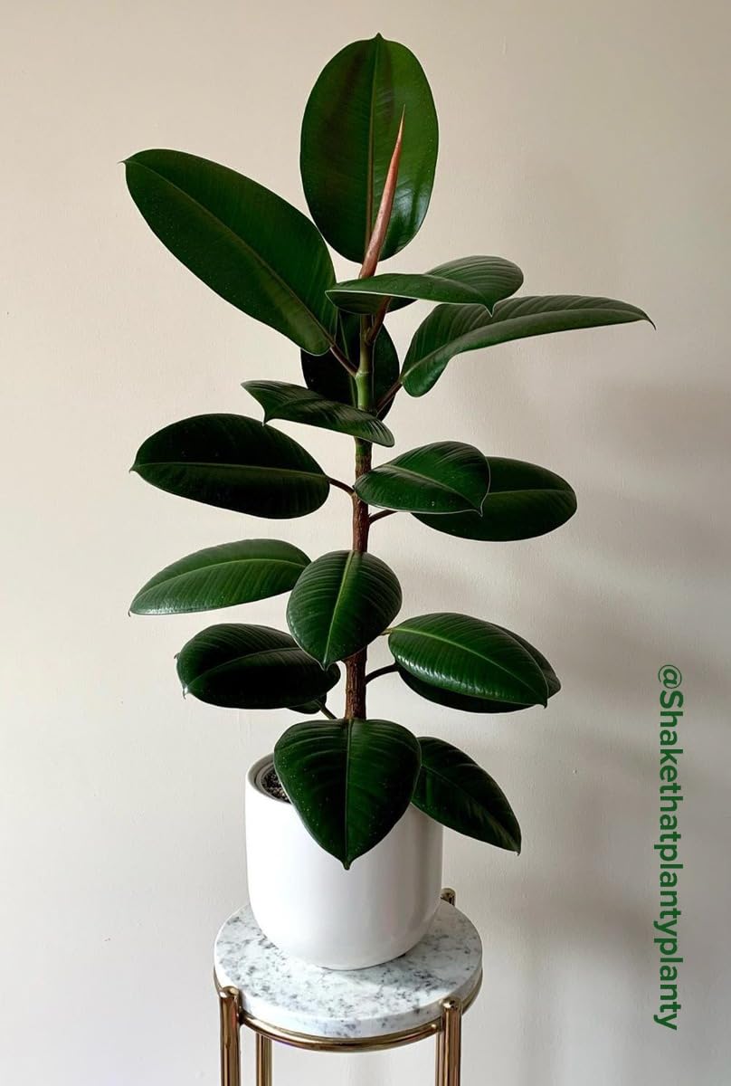 plnts-baby-ficus-robusta-gummibaum-zimmerpflanze-15-cm image 4