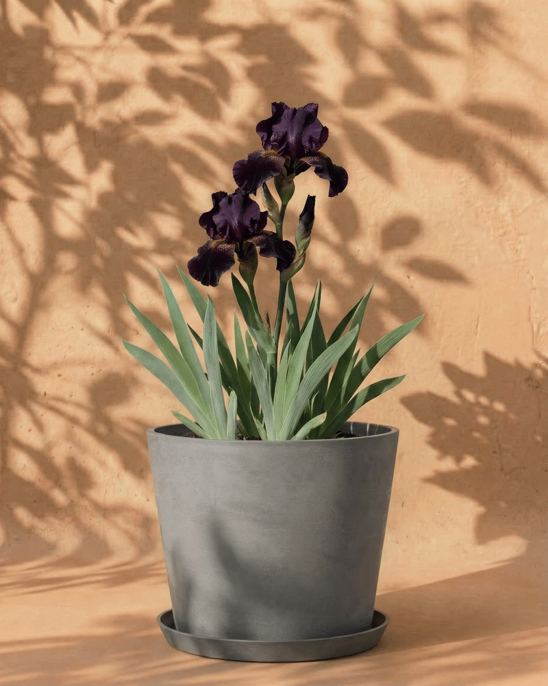 feey-amsterdam-iris-violett-knolle-4-stk-winterhart image 5
