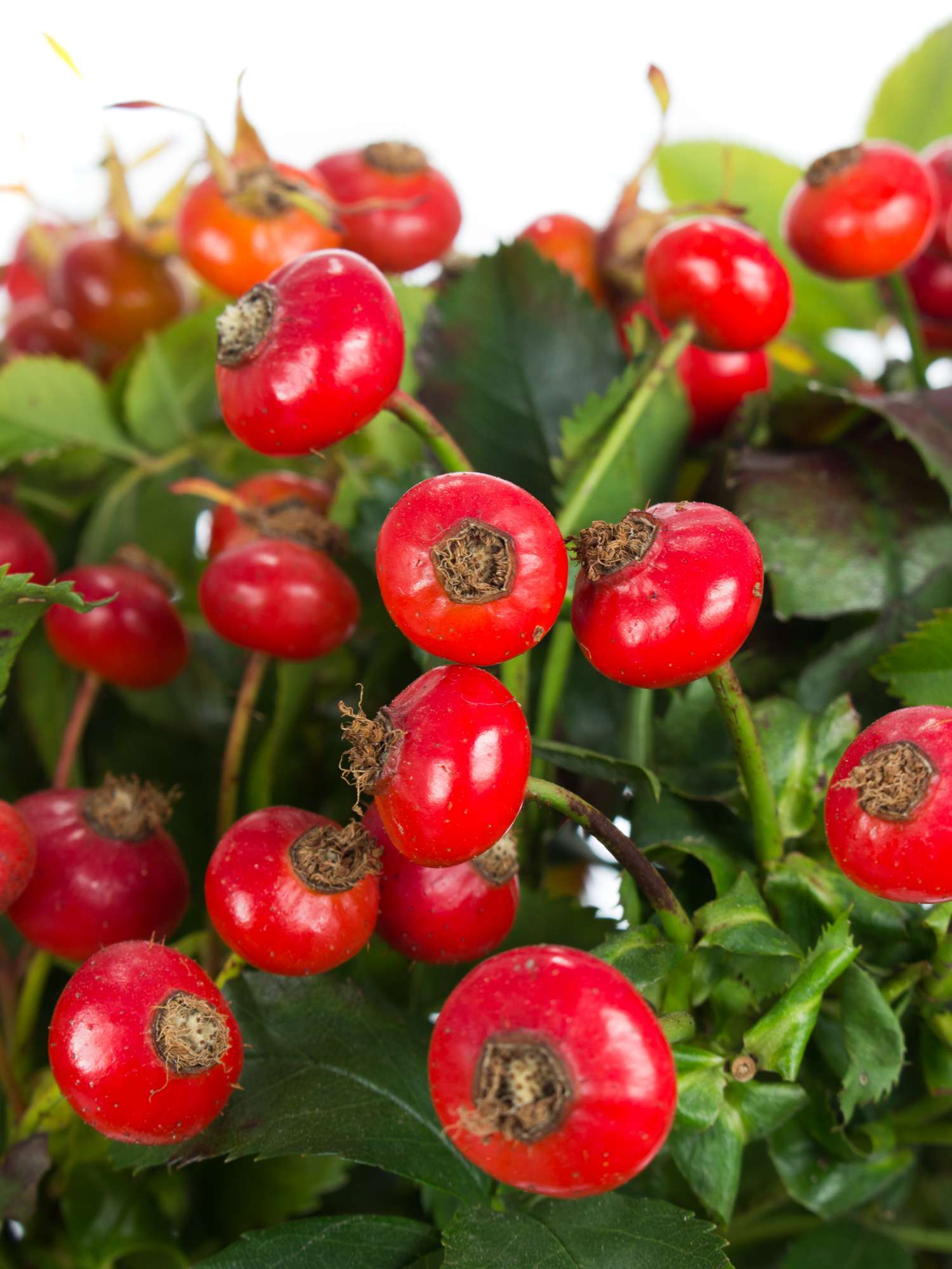 blumigo-herbstdeko-magical-fantasy-hagebutte-rot-zweig image 1