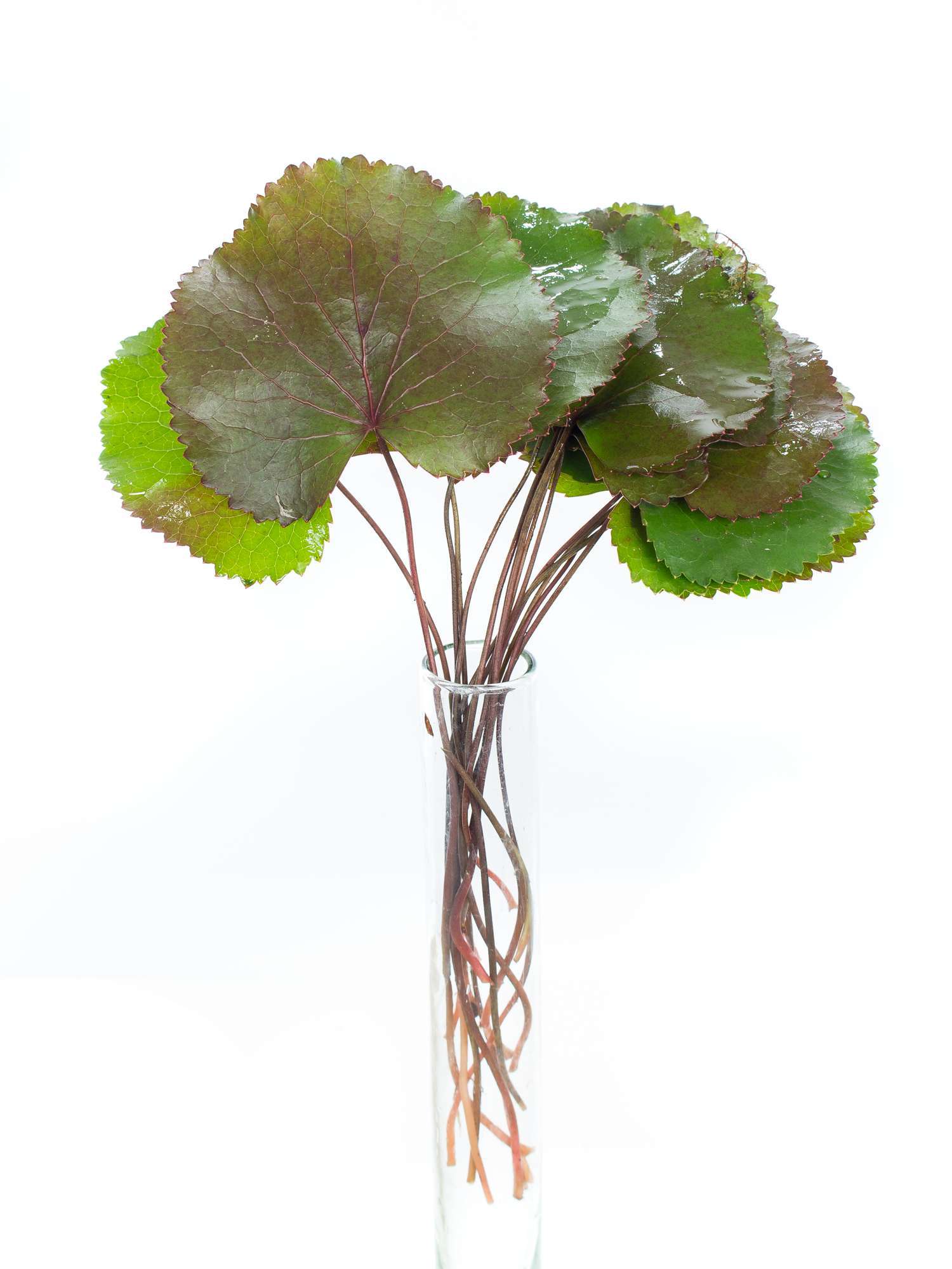 blumigo-galax-bl-tter-bindegr-n-gr-n-bronze-10-st-ck image 2