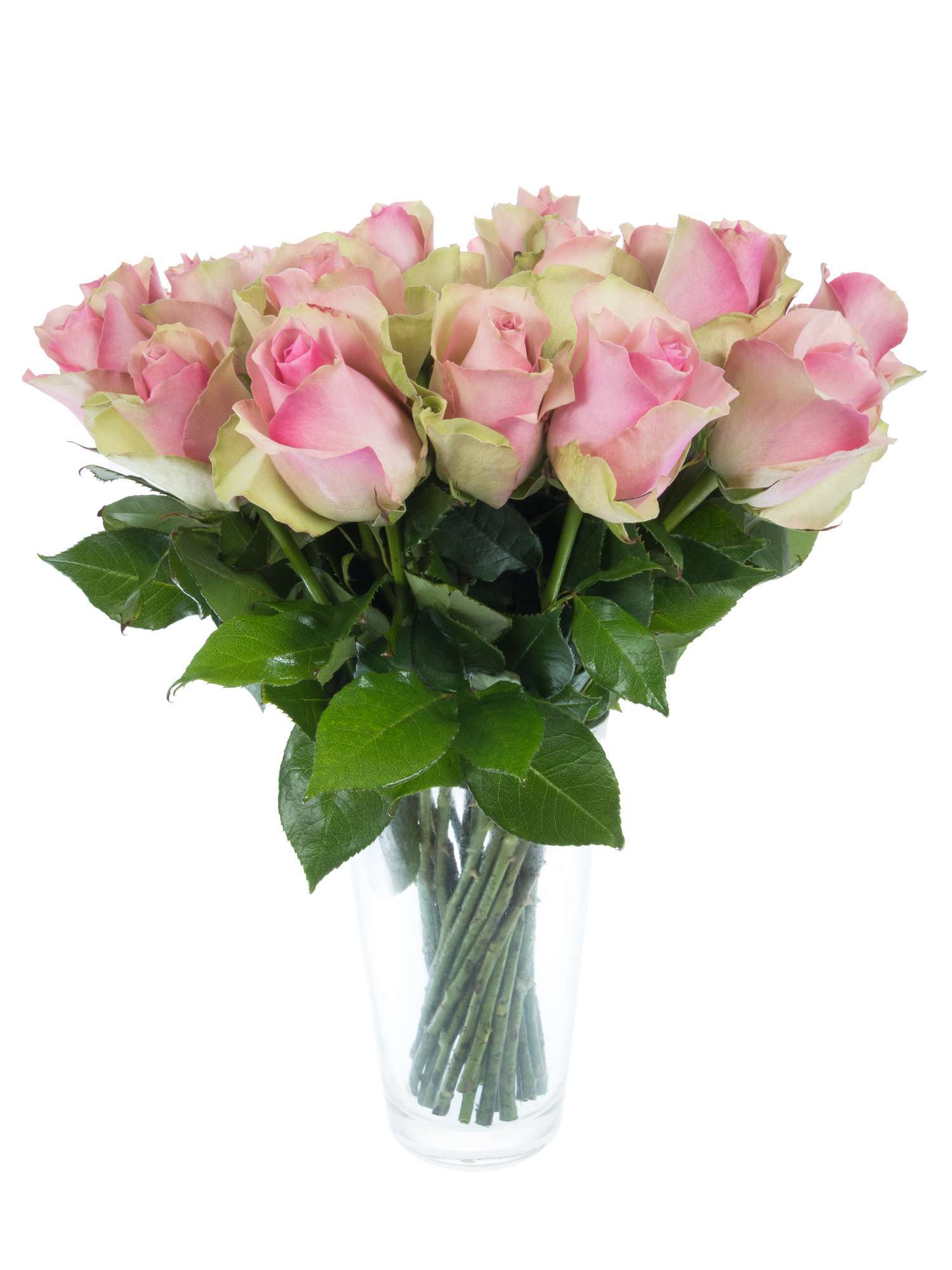 blumigo-rosen-belle-ros-rosa-schnittrose-gro-e-bl-te image 2