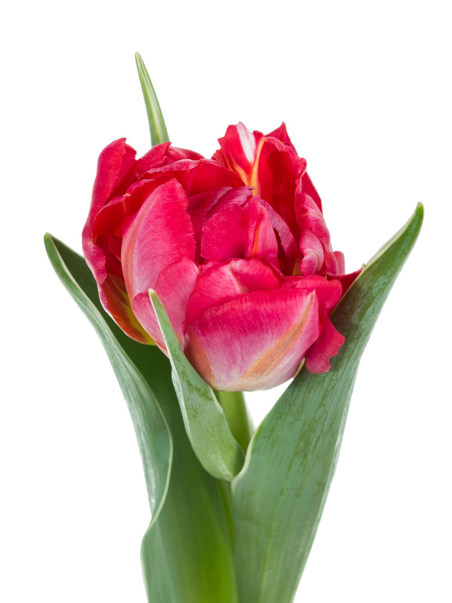 blumigo-tulpen-flash-point-schnittblumen-gef-llt-pink image 5