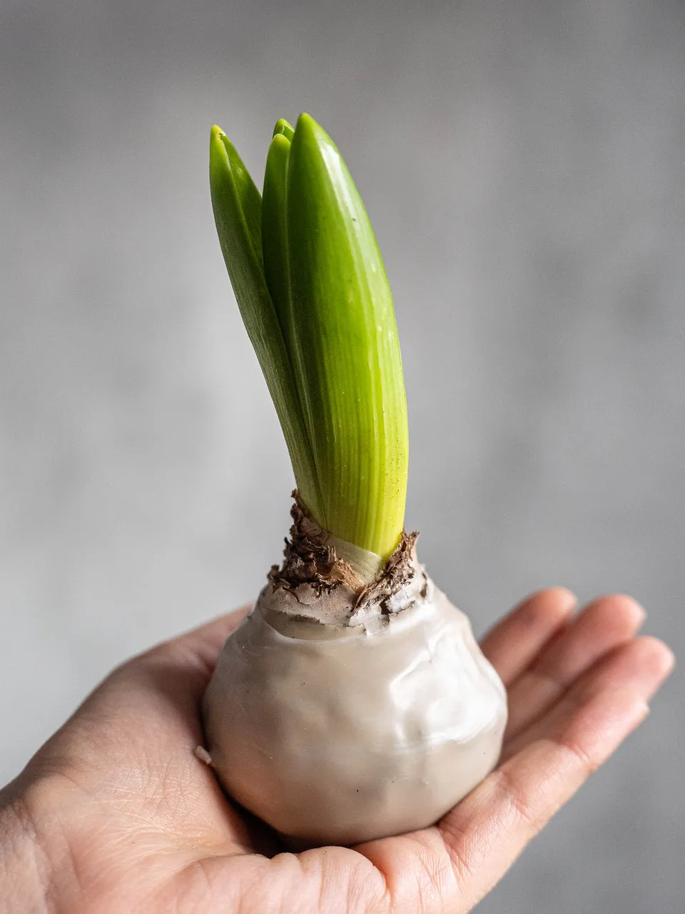 blumigo-gewachste-hyazinthenknollen-wachsknollen-sand image 1