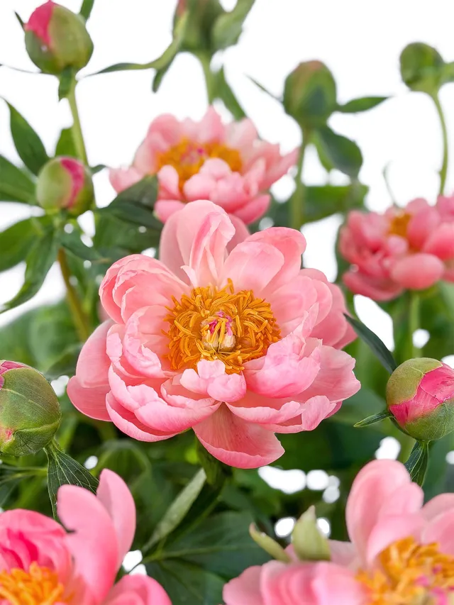 blumigo-pfingstrosen-pink-hawai-coral-schnittblume-pink-creme image 1