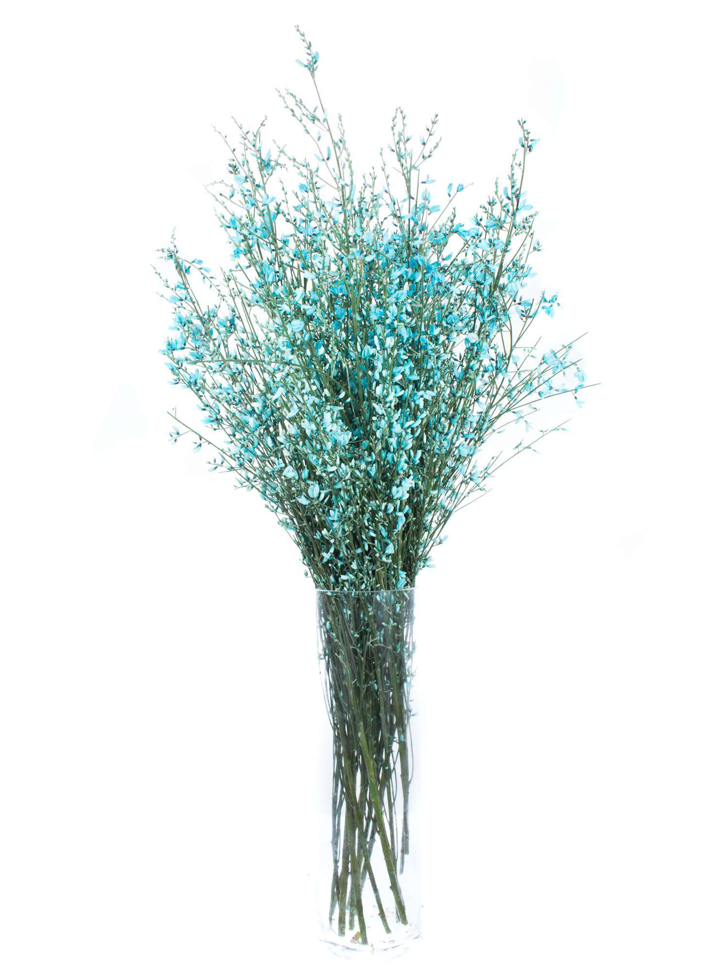 blumigo-zweige-ginster-blau-deko-zweig-f-r-vase image 2