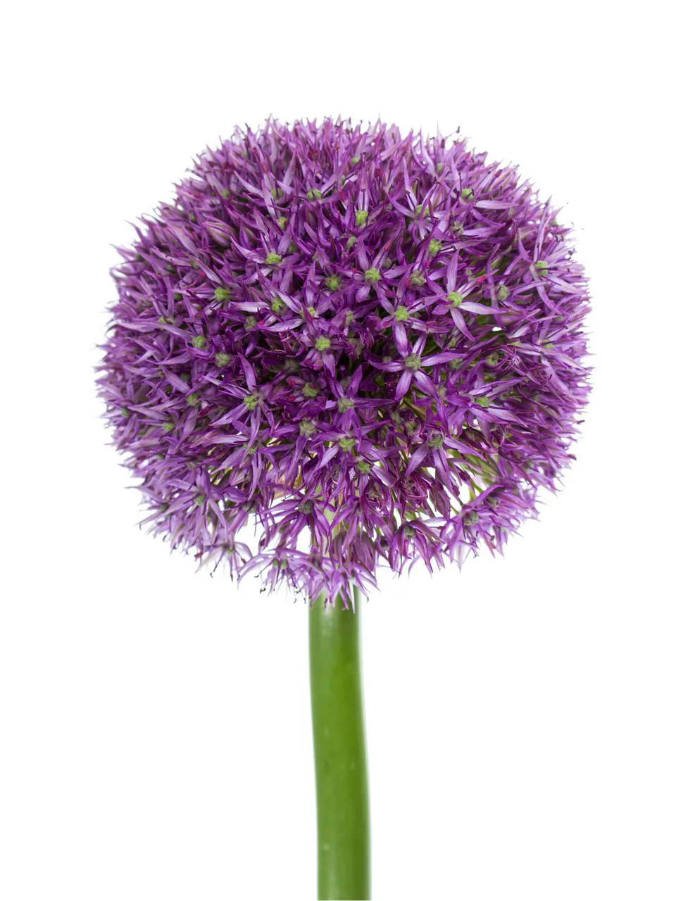 blumigo-fr-hlingsknollen-allium-xxl-giganteum-schnittblume-lila image 1