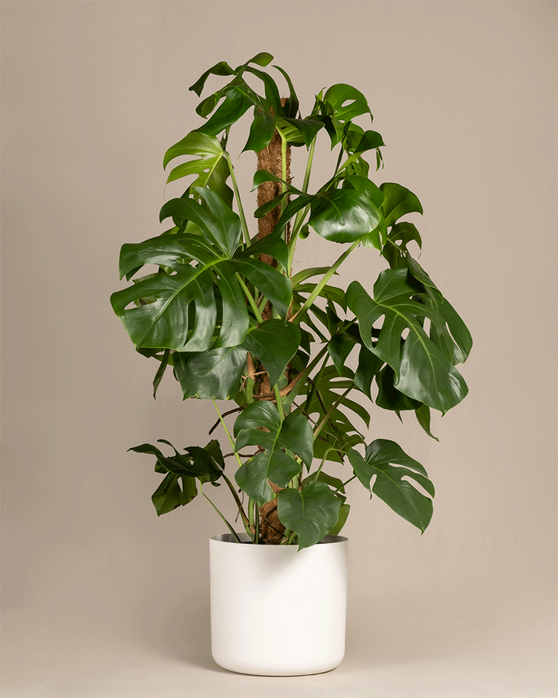 feey-variado-monstera-xl-fensterblatt-gro-ohne-bertopf image 7