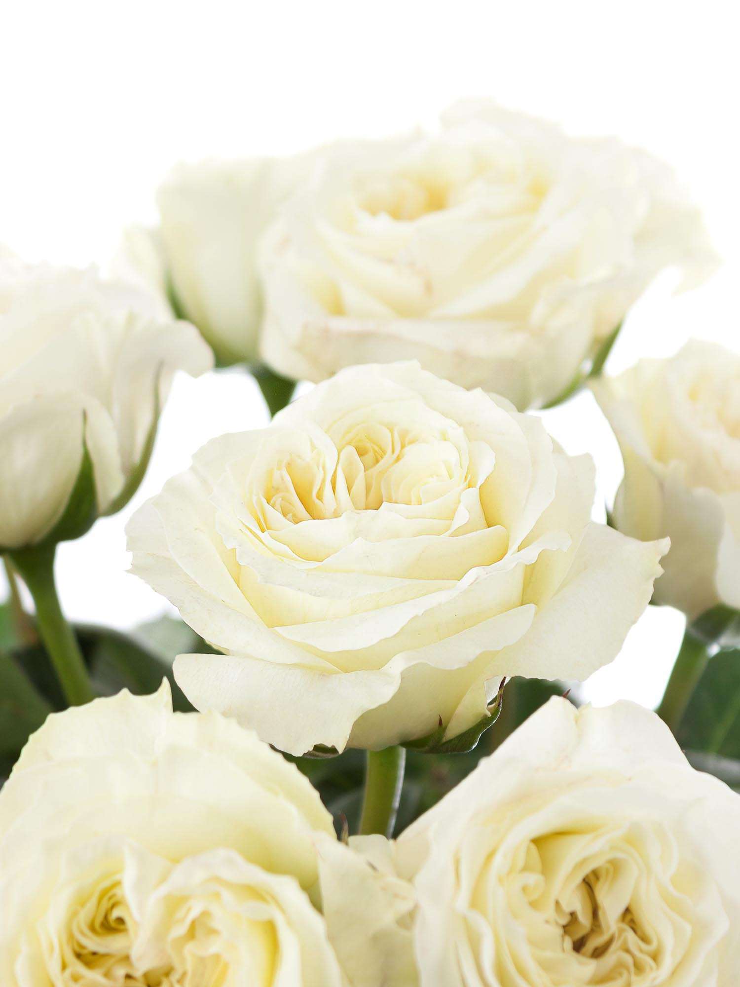 blumigo-rosen-mayra-cream-schnittrose-wei-creme image 1