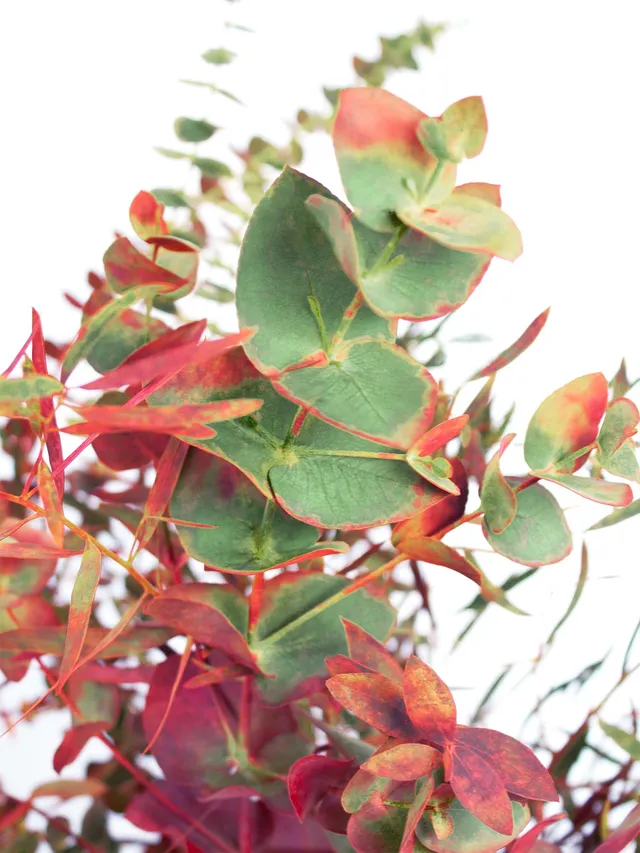 blumigo-eukalyptus-gemischt-herbstfarben-strauss-frisch image 1