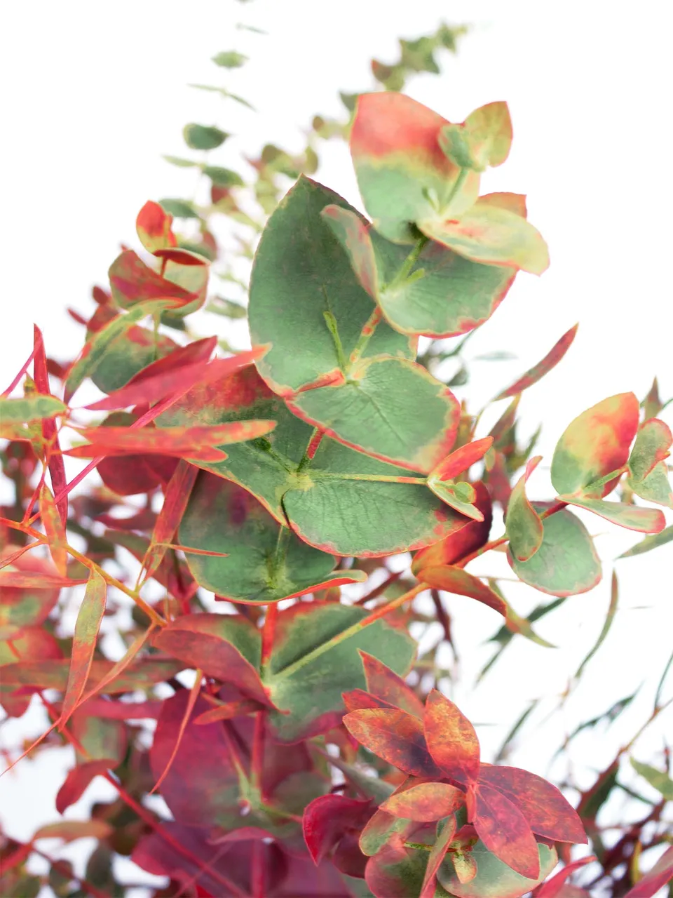 blumigo-eukalyptus-gemischt-herbstfarben-strauss-frisch image 1