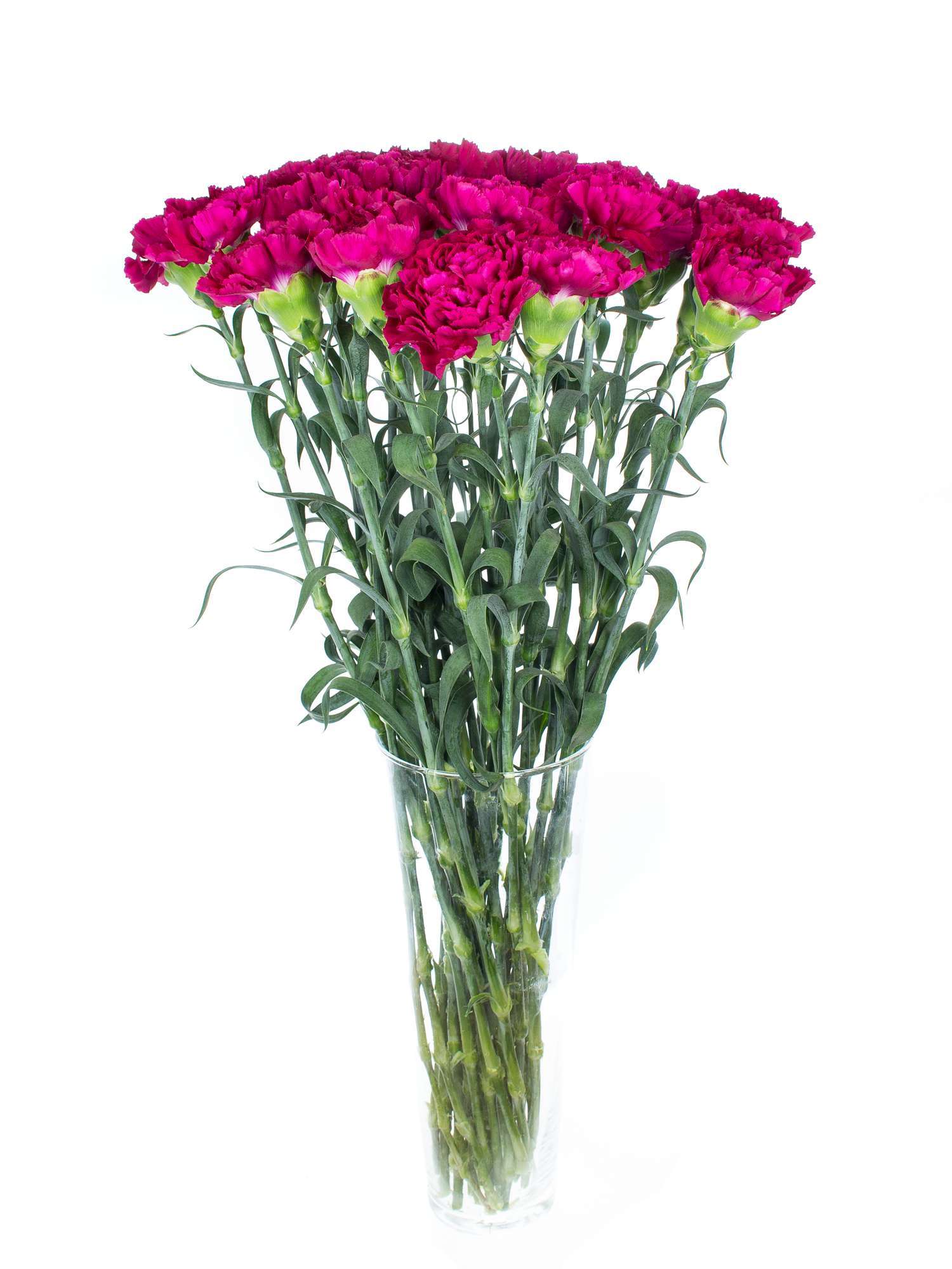 blumigo-edelnelken-golem-fuchsia-nelke-1-stiel image 3