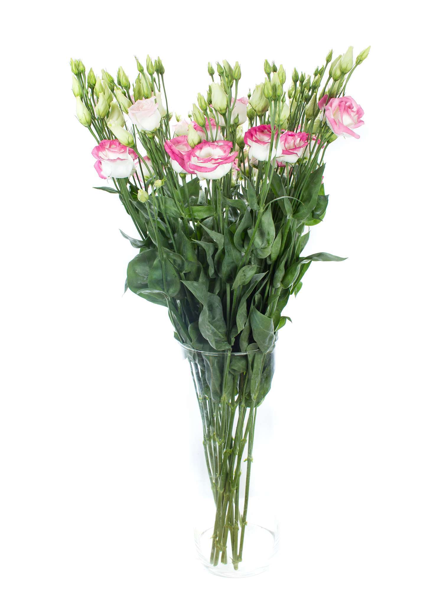 blumigo-rosita-hot-lips-lisianthus-pink-wei-schnittblumen image 2