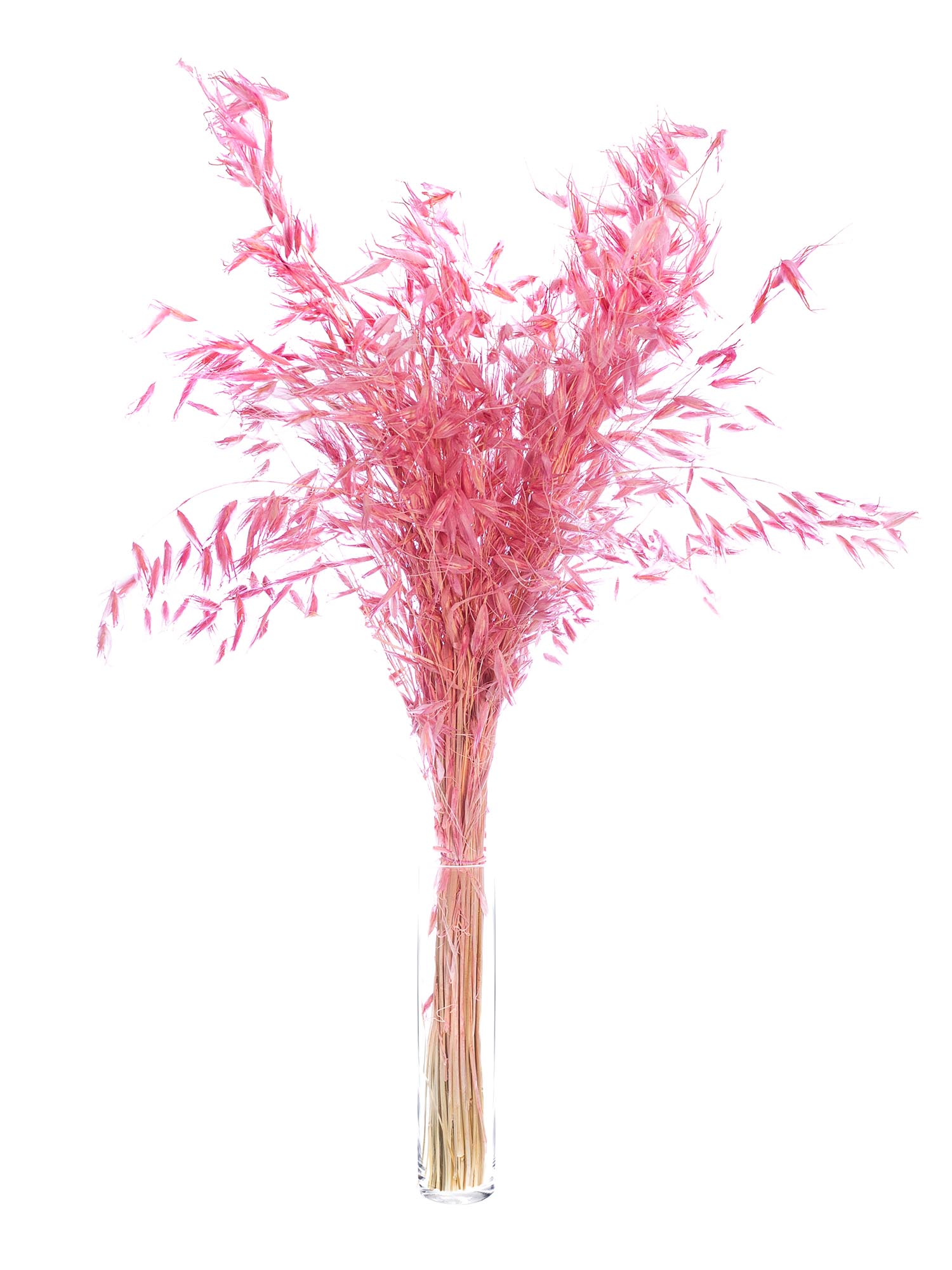 blumigo-avena-hafer-trockenblumen-rosa-gef-rbt image 3