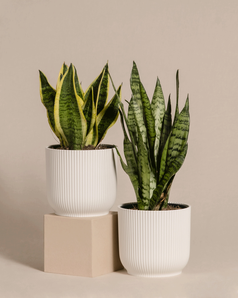 feey-variado-unzerst-rbares-duo-sansevieria-set-pflegeleicht image 7