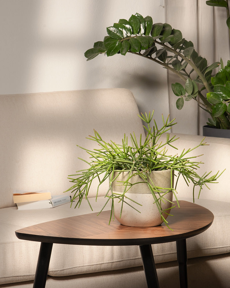 feey-variado-rhipsalis-neves-armondii-zimmerpflanze-ohne-bertopf image 4
