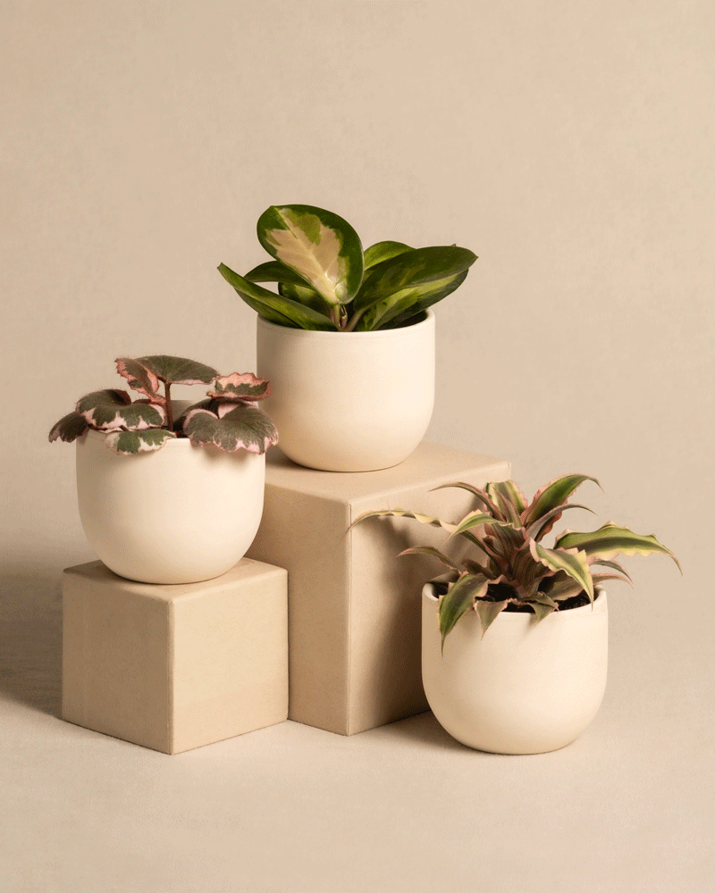 feey-variado-rosa-babypflanzen-zimmerpflanzen-3er-set image 5
