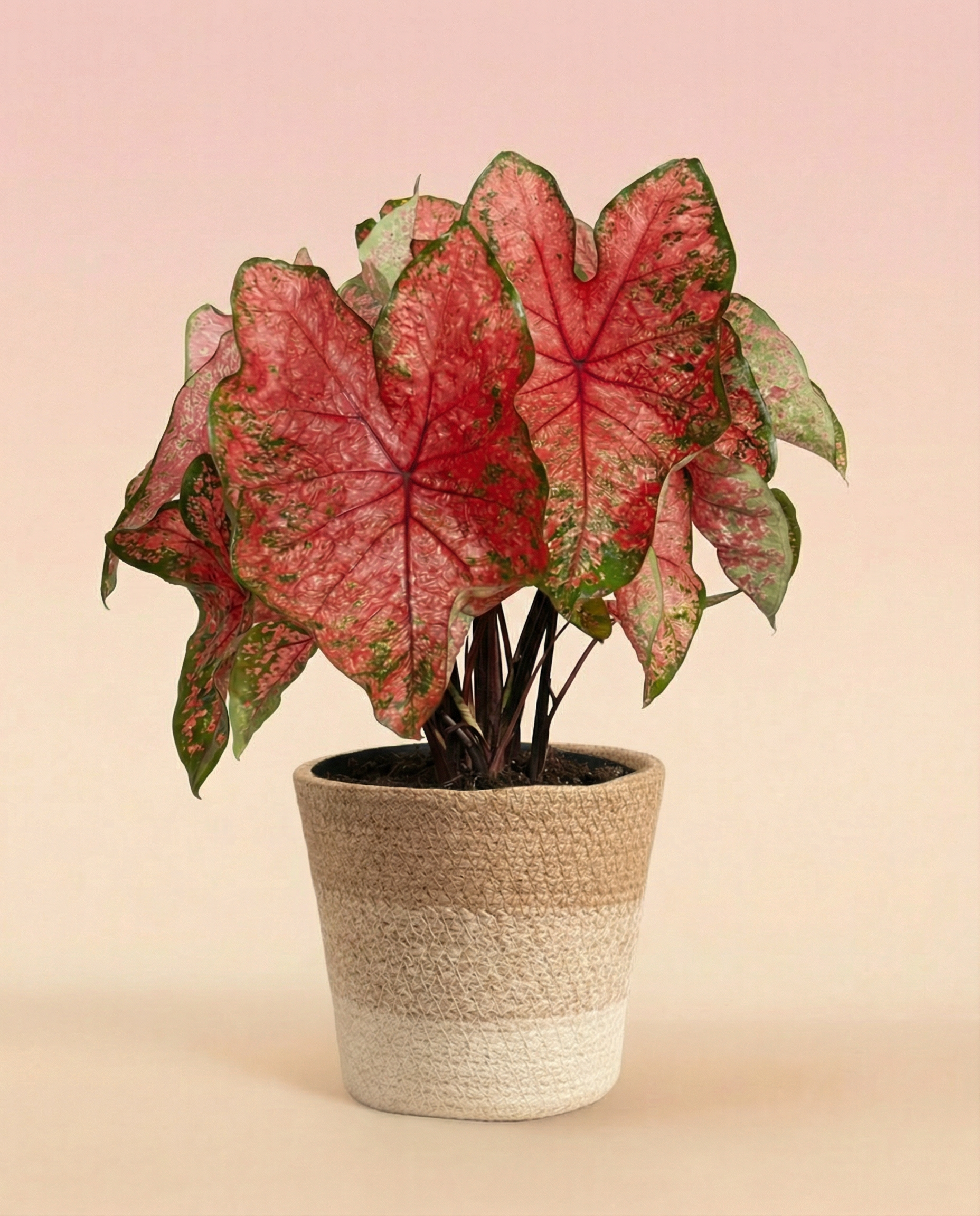 feey-variado-caladium-lava-glow-zimmerpflanze-ohne-bertopf-pink image 7