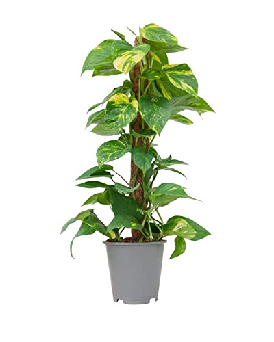 plnts-rareplnts-scindapsus-zimmerpflanze-19cm-topf-80cm-h-ngepflanze image 5