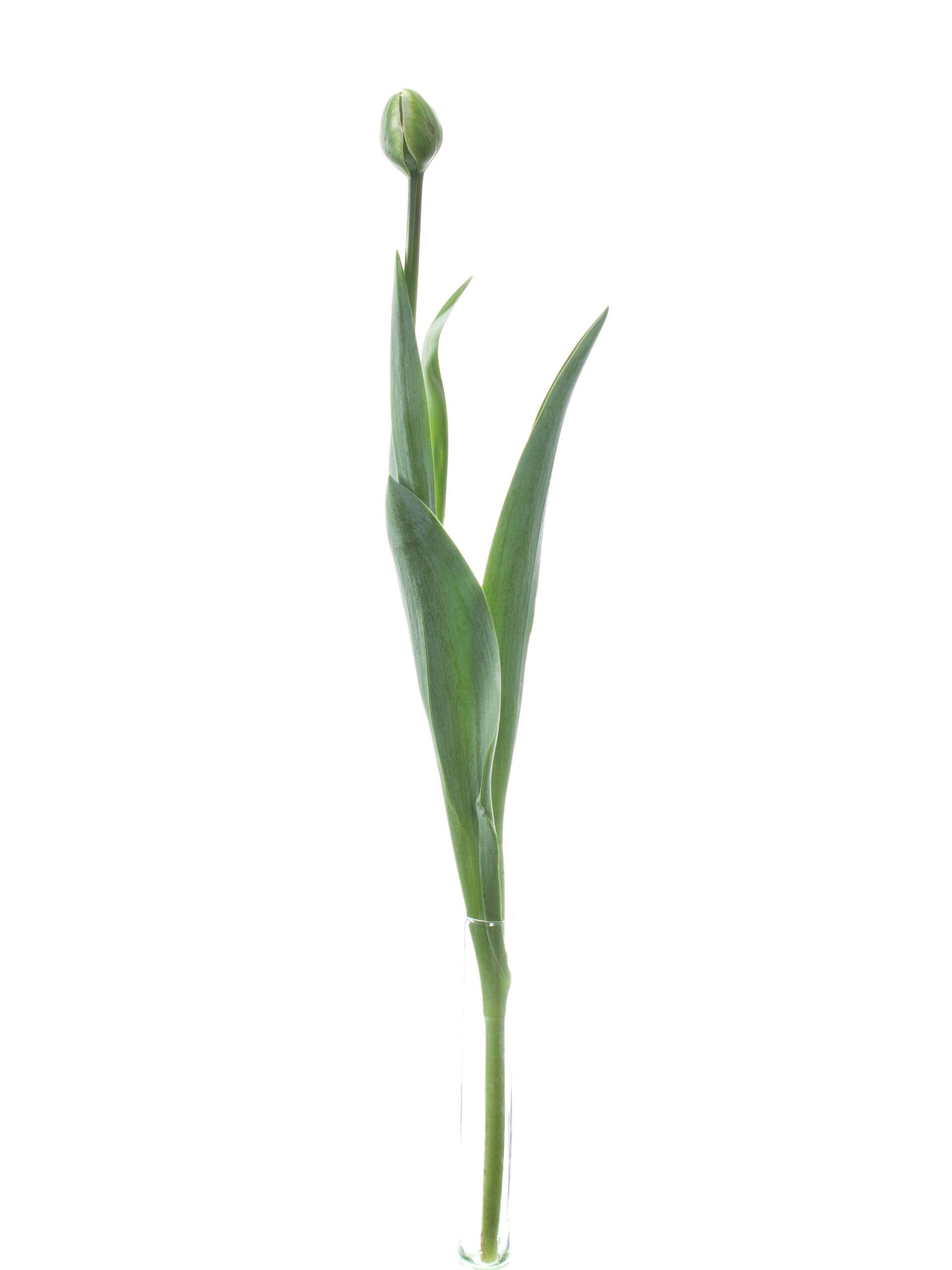 blumigo-tulpen-white-mountain-gef-llt-schnittblumen-wei image 3