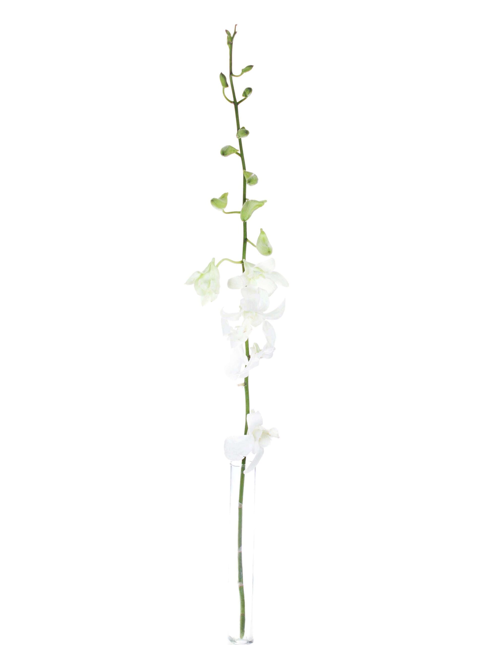 blumigo-blattwerk-dendrobium-orchidee-wei-schnittblume-frisch image 3