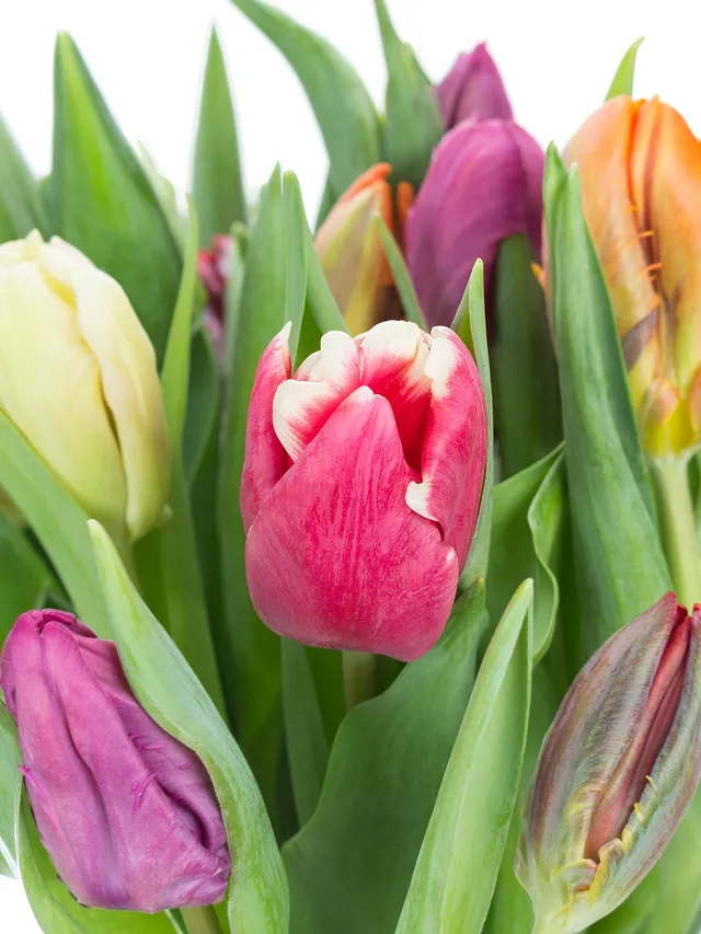 blumigo-tulpen-papageien-mix-schnittblume-gemischt image 1