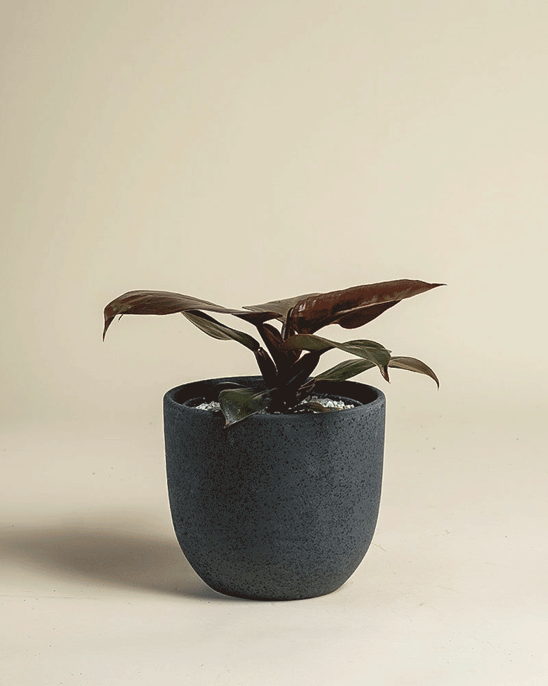 feey-philodendron-red-sun-zimmerpflanze-ohne-bertopf image 5