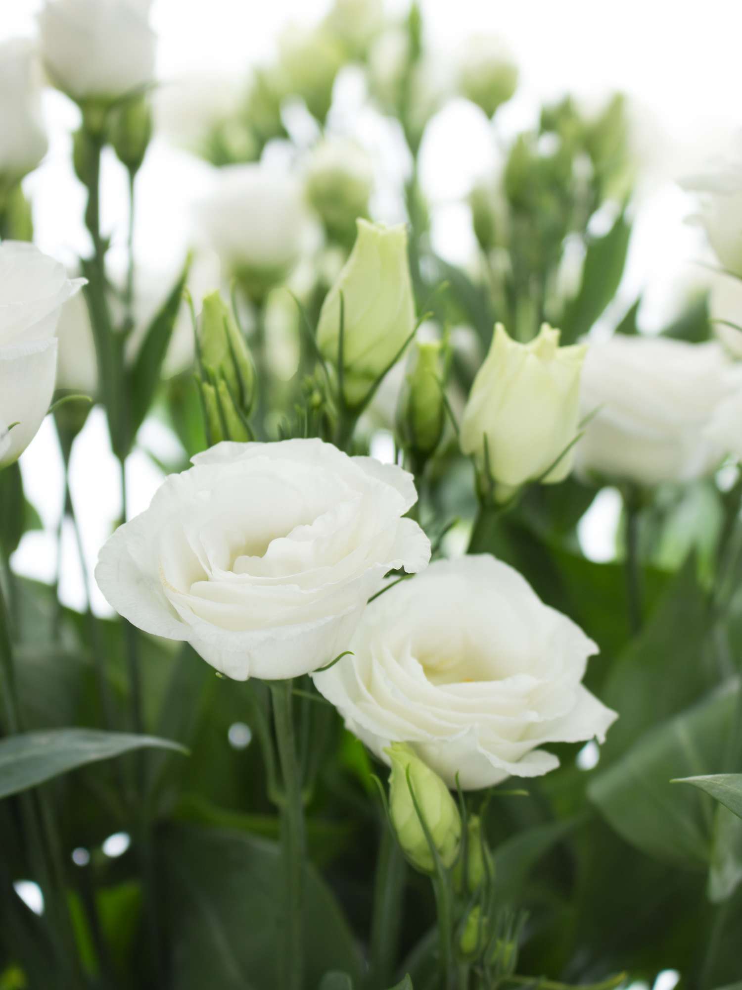 blumigo-lisianthus-rosita-white-schnittblume-wei-rosenartig image 2