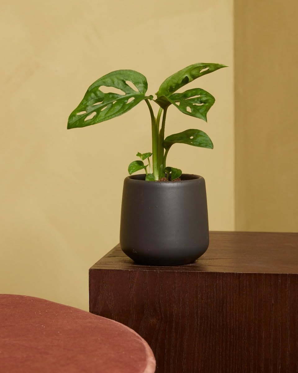 plnts-babyplnts-monstera-adansonii-zimmerpflanze-15-cm image 6