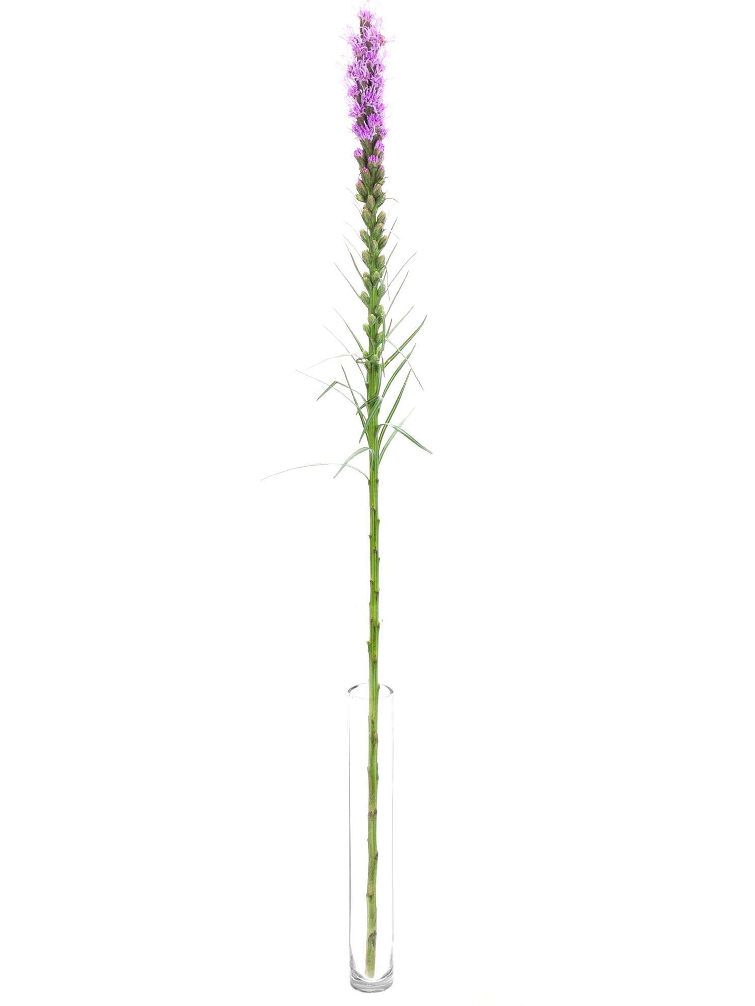blumigo-liatris-spicata-schnittblume-violett image 3
