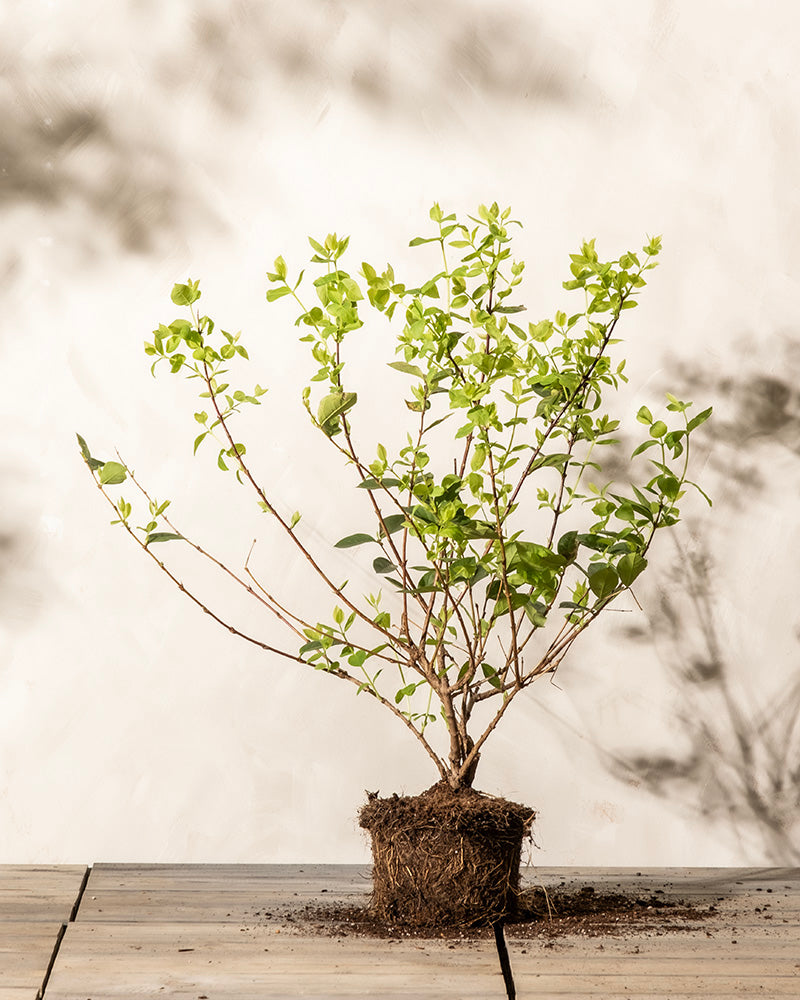 feey-amsterdam-lonicera-purpusii-winterduft-heckenkirsche-strauch image 3