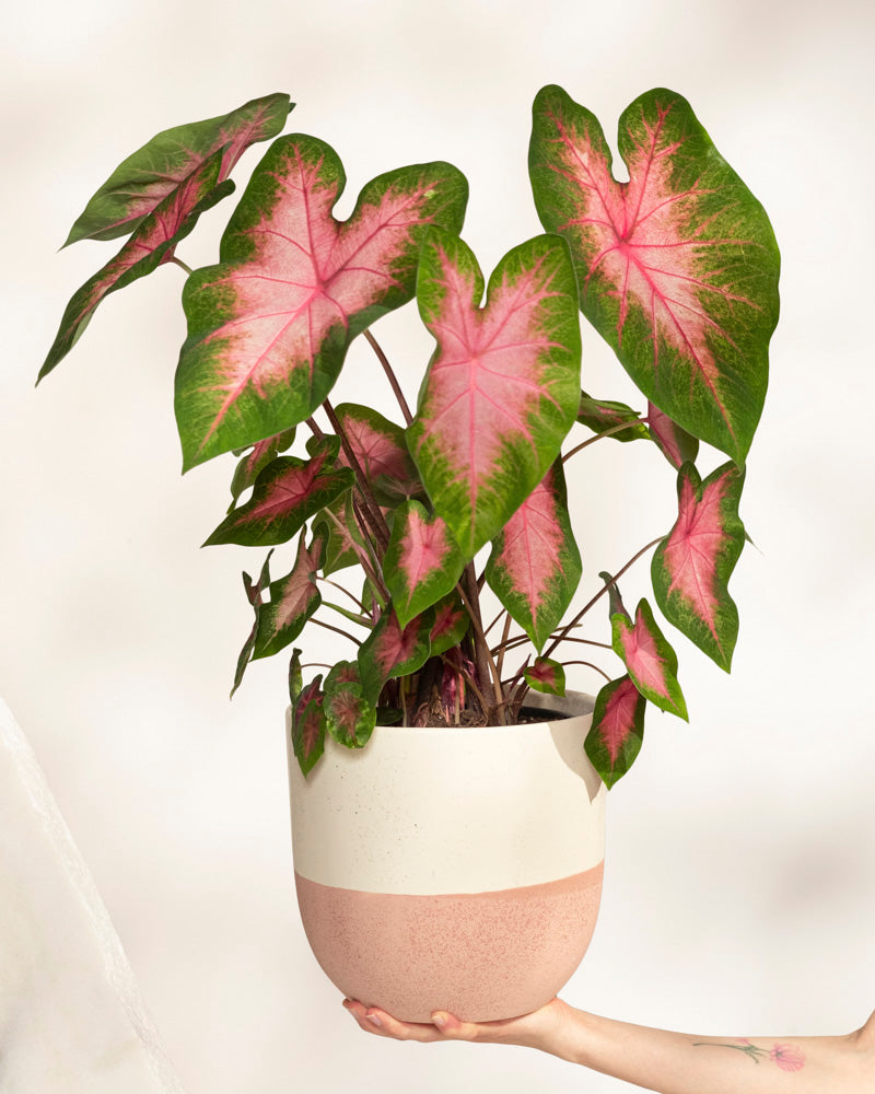 feey-variado-caladium-kathleen-zimmerpflanze-ohne-bertopf-rosa image 1